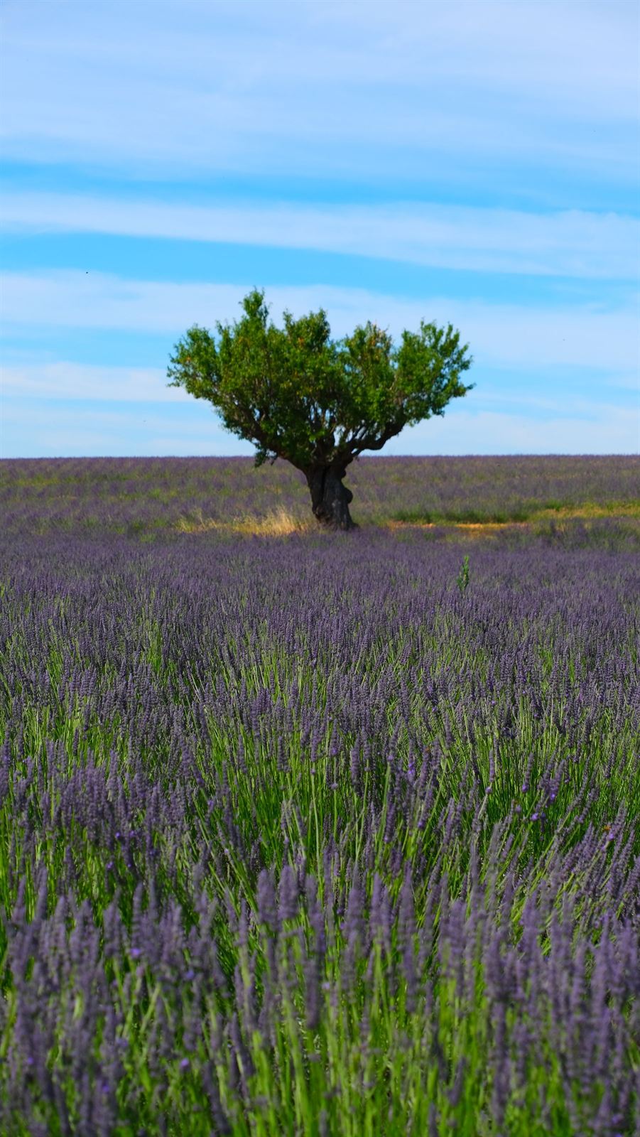 Champ de lavande et arbre solitaire en Provence
