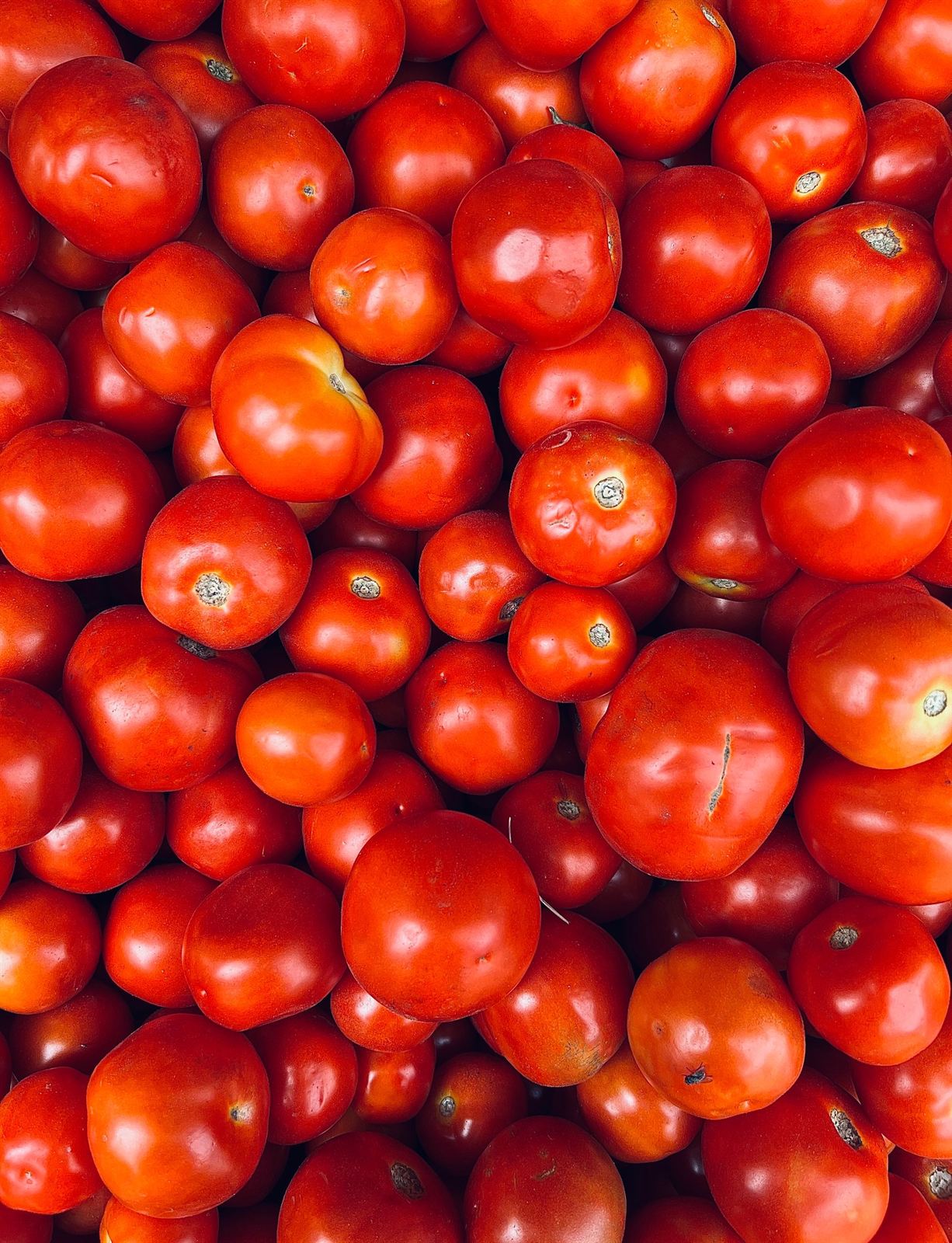 Tomates bien mûres, rouge vif